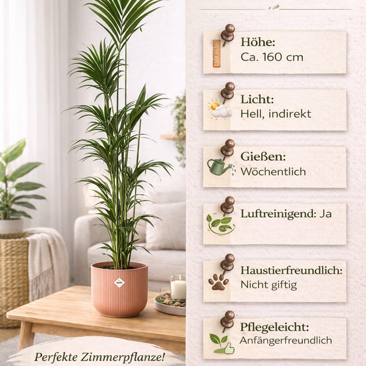 Kentia Palme 160cm inkl. elho Vibes Fold Round Topf Rosa - Ø30