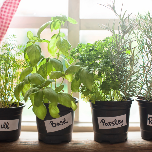 Tipps für die Gartenarbeit im Innenbereich auf kleinem Raum