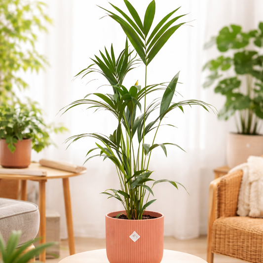Kentia Palme 160cm inkl. elho Vibes Fold Round Topf Rosa - Ø30