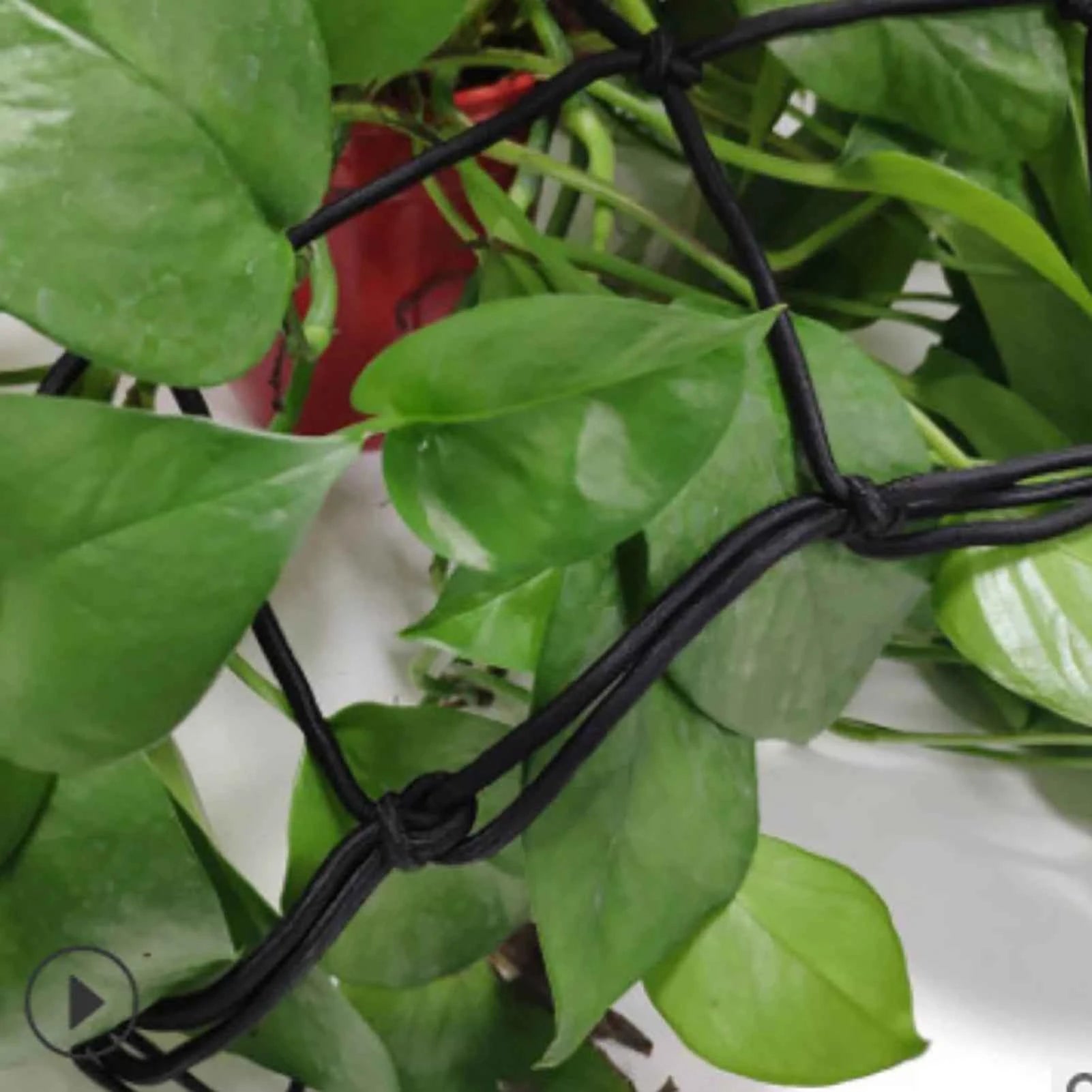 Elastisches Polyester Wachs-Zelt