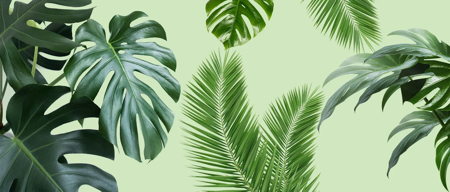 Premium Moos-Stab  - Perfekte Kletterhilfe für Monstera & Zimmerpflanzen