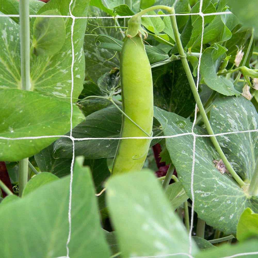 10 m Kletternetz für Gartenpflanzen