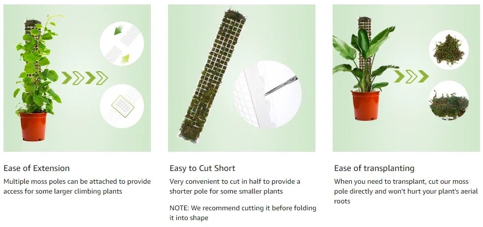Premium Moos-Stab  - Perfekte Kletterhilfe für Monstera & Zimmerpflanzen