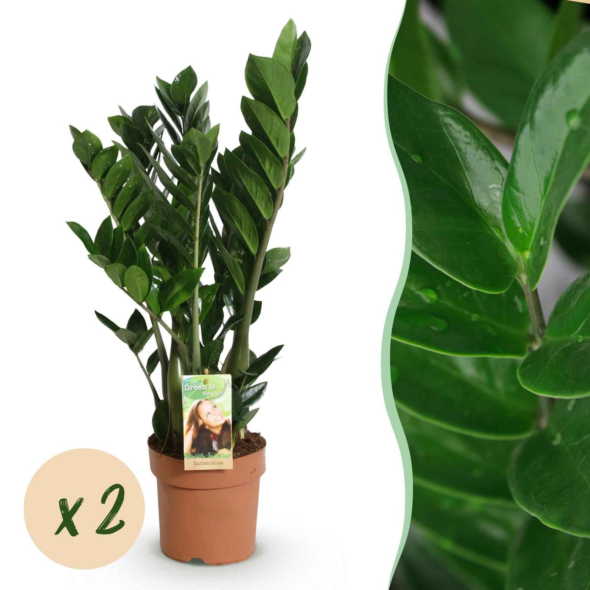Green boutiQ - Zimmerpflanzen - Zamioculcas - ZZ-Pflanze - Wenig Pflege - Grün - 2 Pflanzen - Topf 17cm - Höhe 65-75cm