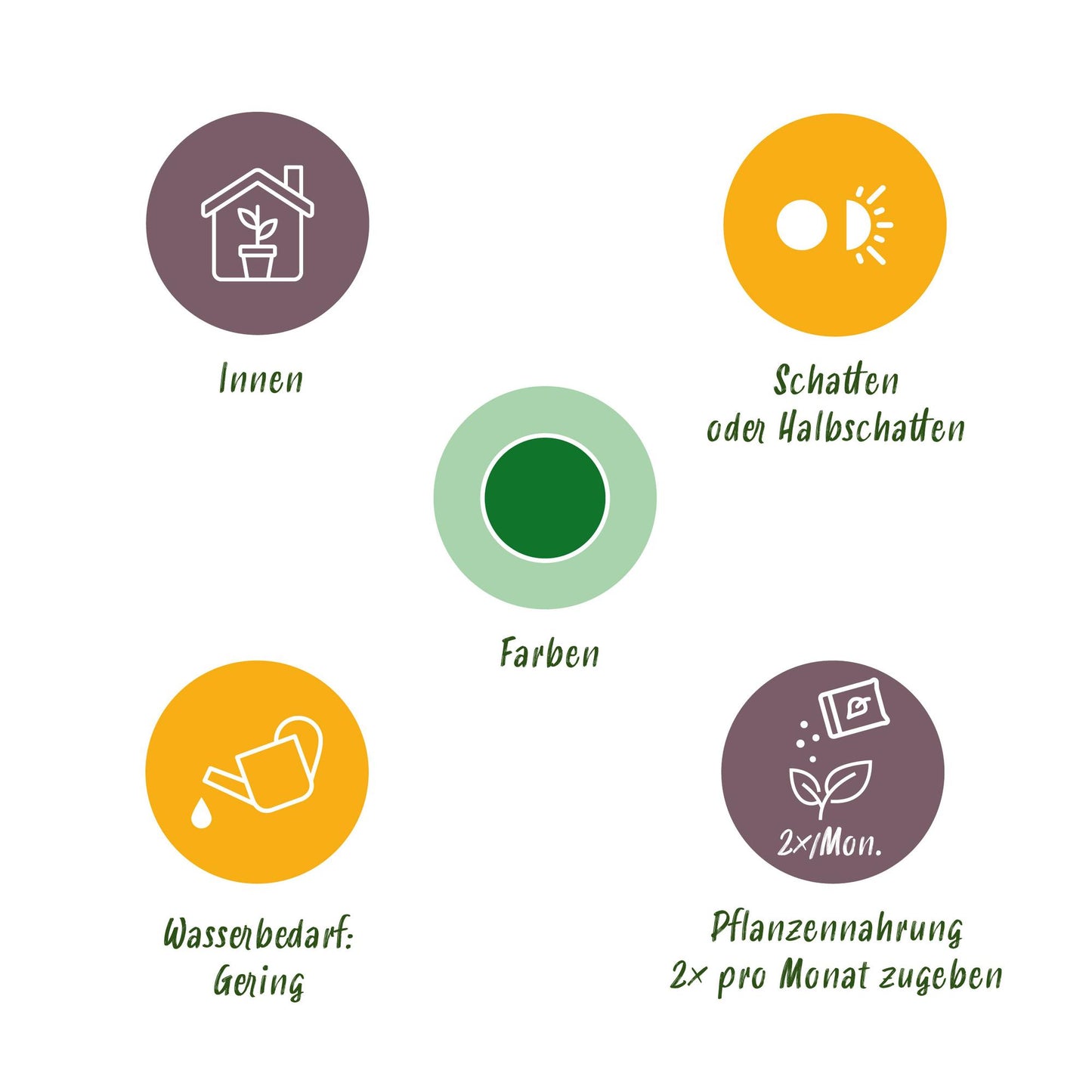 Zamioculcas ZZ-Pflanze - Glücksfeder 65-75cm pflegeleicht | 2 Pflanzen