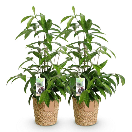 Green boutiQ - Zimmerpflanzen - Dracaena surculosa - Drachenblutbaum - Wenig Pflege - mit Korb - Grün - 2 Pflanzen - Topf 17cm - Höhe 60-70cm