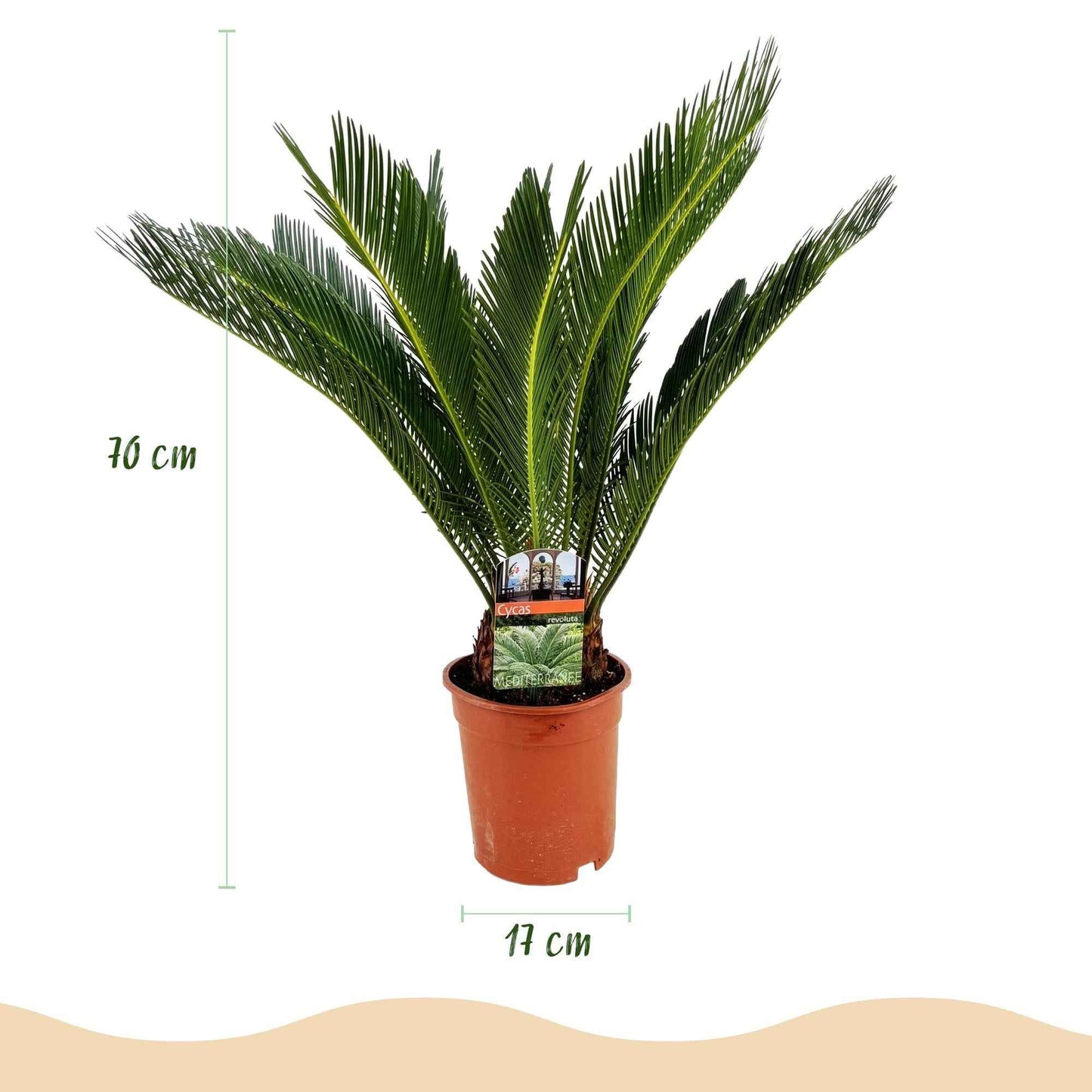 Green boutiQ - Zimmerpflanze - Cycas revoluta - Palmfarn - Wenig Pflege - Grün - 1 - Topf 17cm - Höhe 70cm
