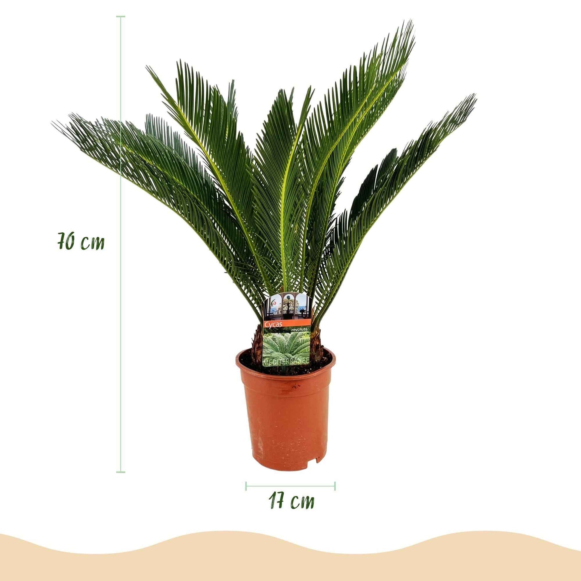 Green boutiQ - Zimmerpflanze - Cycas revoluta - Palmfarn - Wenig Pflege - Grün - 1 - Topf 17cm - Höhe 70cm