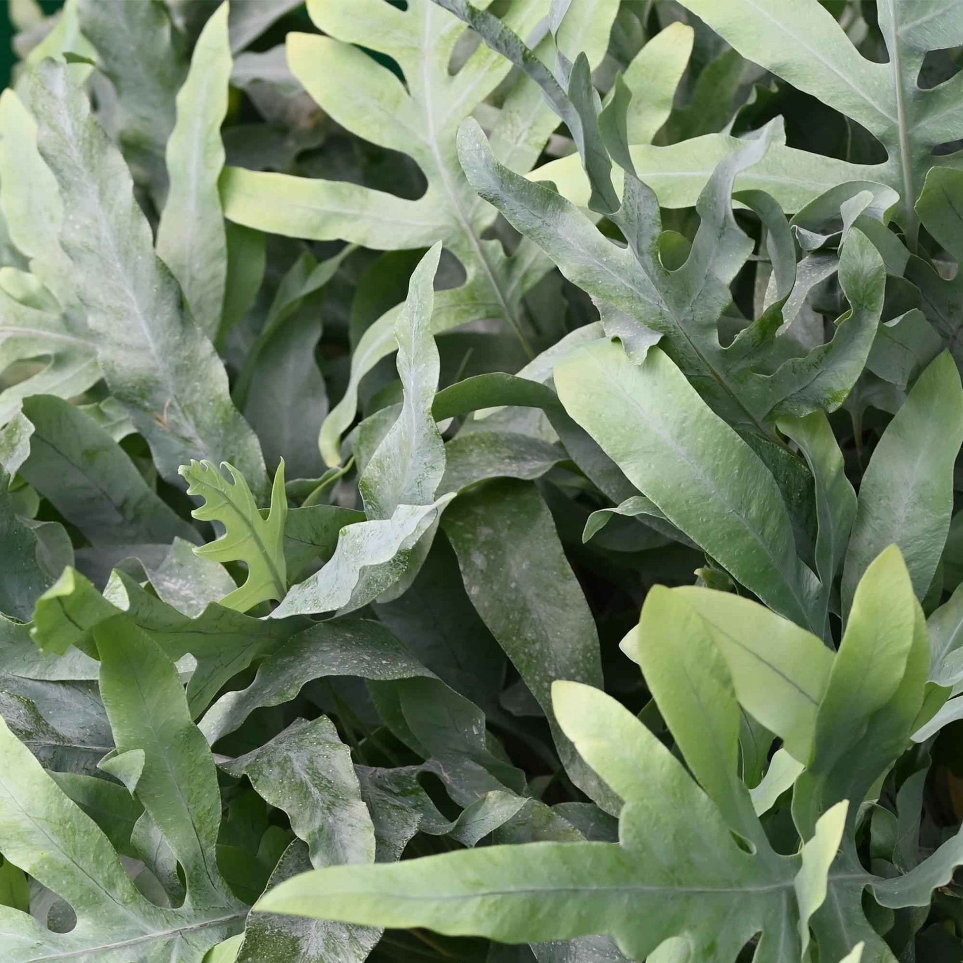 Green boutiQ - Zimmerpflanze - Phlebodium aureum Blue Star - Blaue Farn - Haustierfreundlich - Blau - 4 Pflanzen - Topf 12cm - Höhe 25-30cm