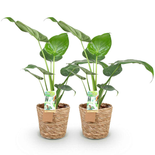 Green boutiQ - Zimmerpflanzen - Alocasia Cucullata - Buddhas Hand - Wenig Pflege - mit Korb - Grün - 2 Pflanzen - Topf 17cm - Höhe 60-65cm