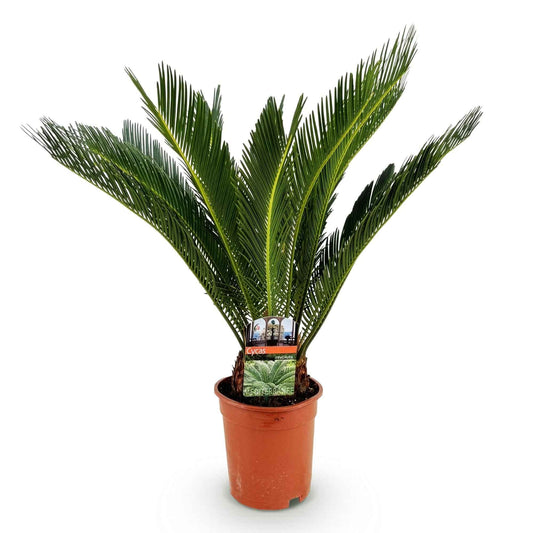 Green boutiQ - Zimmerpflanze - Cycas revoluta - Palmfarn - Wenig Pflege - Grün - 1 - Topf 17cm - Höhe 70cm
