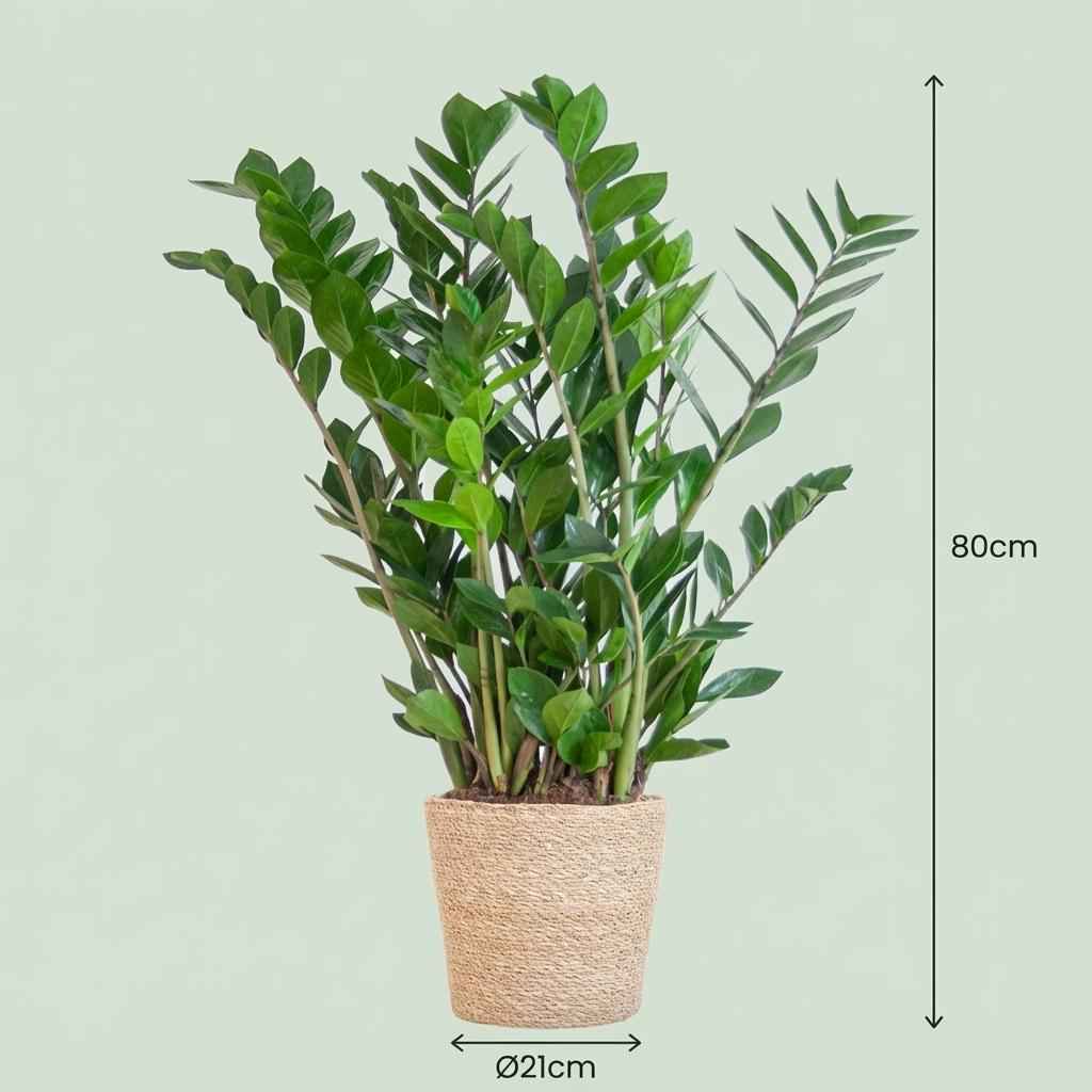 Zamioculcas Zamiifolia mit Zeegras-Korb natur  - 80cm - Ø21