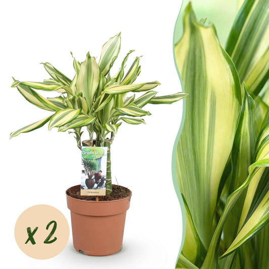 Green boutiQ - Zimmerpflanzen - Dracaena fragrans Diamond Dream - Drachenbaum - Pflegeleicht - Bunt - 2 Pflanzen - Topf 17cm - Höhe 50-55cm