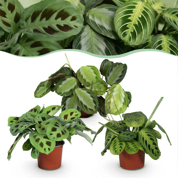Gebetspflanzen Mix 3er Set - Maranta Silverband, Lemon Lime & Kerchoveana - Topf 12cm