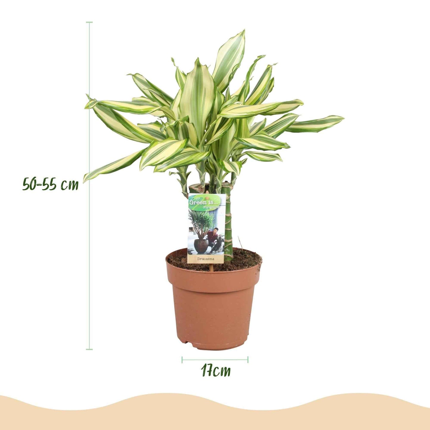 Green boutiQ - Zimmerpflanzen - Dracaena fragrans Diamond Dream - Drachenbaum - Pflegeleicht - Bunt - 2 Pflanzen - Topf 17cm - Höhe 50-55cm