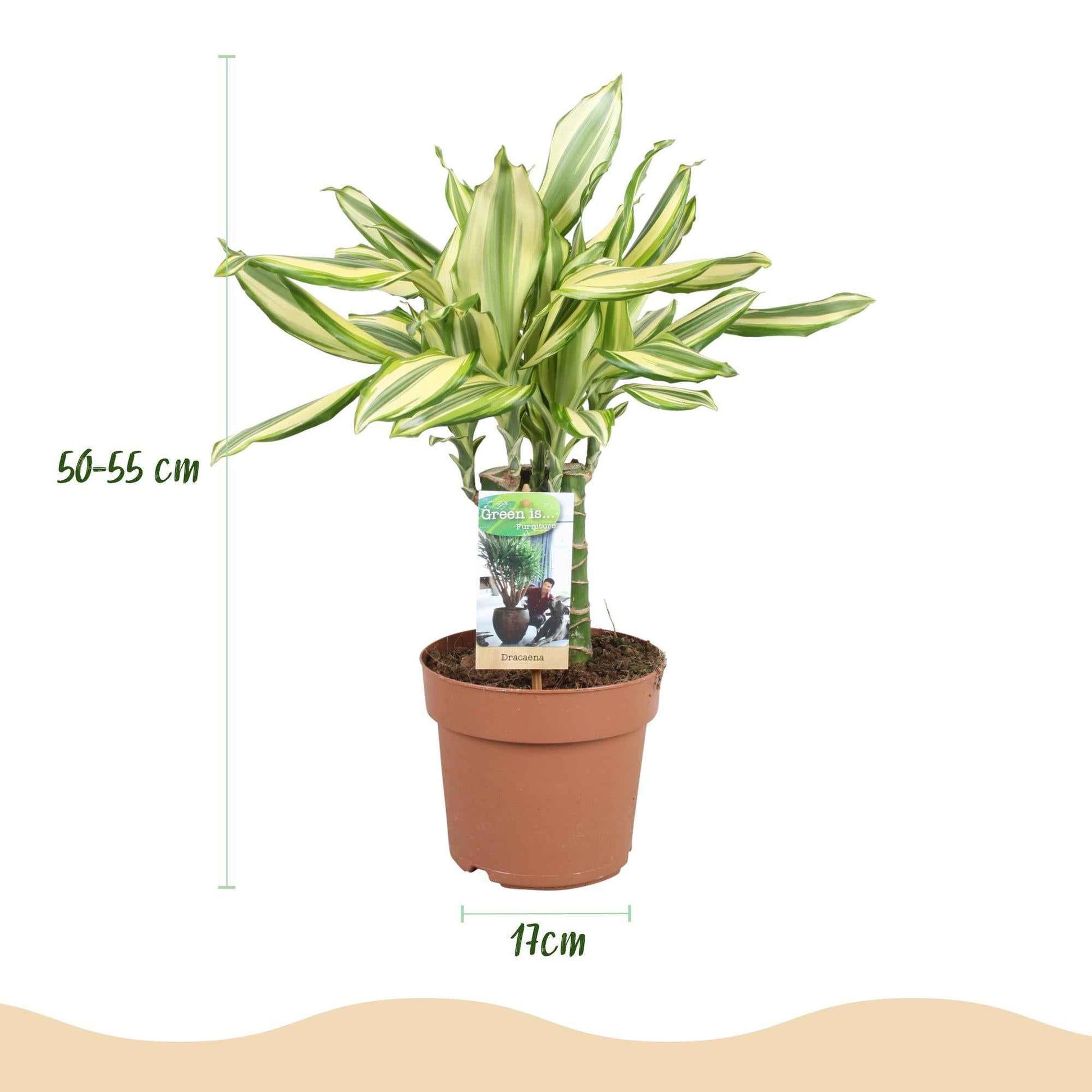Green boutiQ - Zimmerpflanzen - Dracaena fragrans Diamond Dream - Drachenbaum - Pflegeleicht - Bunt - 2 Pflanzen - Topf 17cm - Höhe 50-55cm