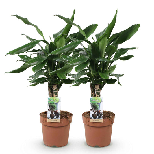 Green boutiQ - Zimmerpflanzen - Dracaena fragrans Steudneri - Drachenbaum - Pflegeleicht - Grün - 2 Pflanzen - Topf 17cm - Höhe 50-55cm