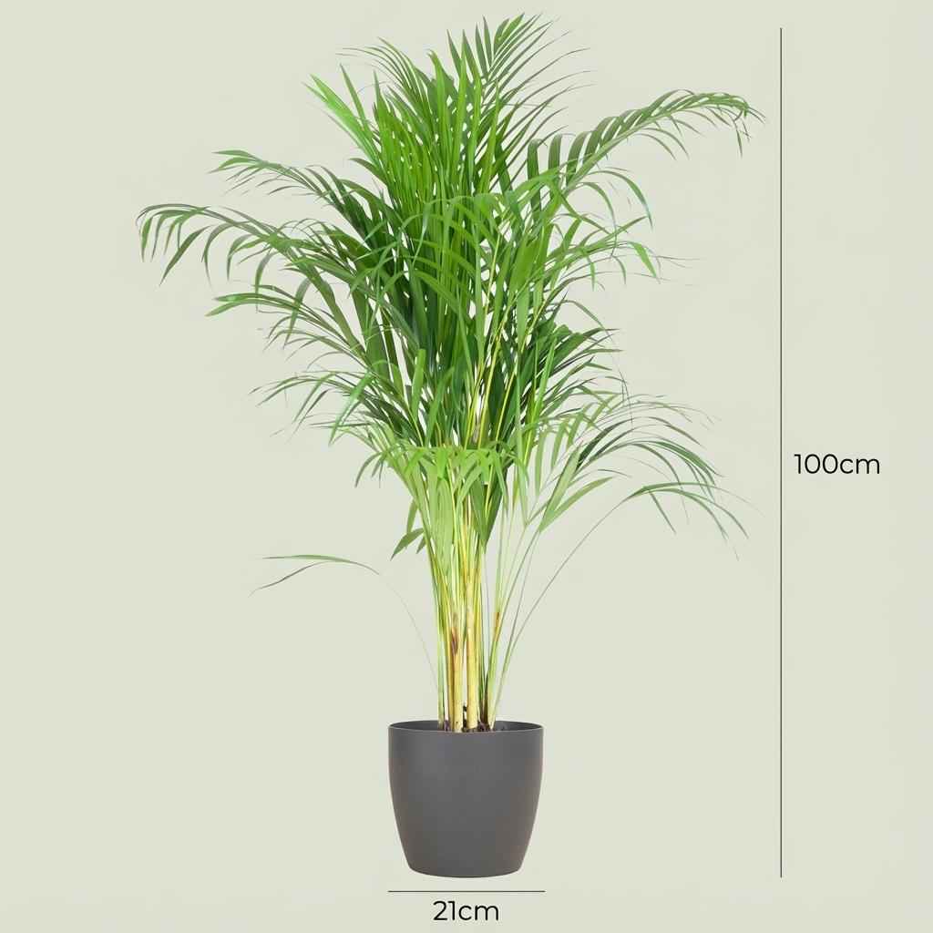 Areca Palm (Dypsis) mit Potter Grau - 100cm - Ø21