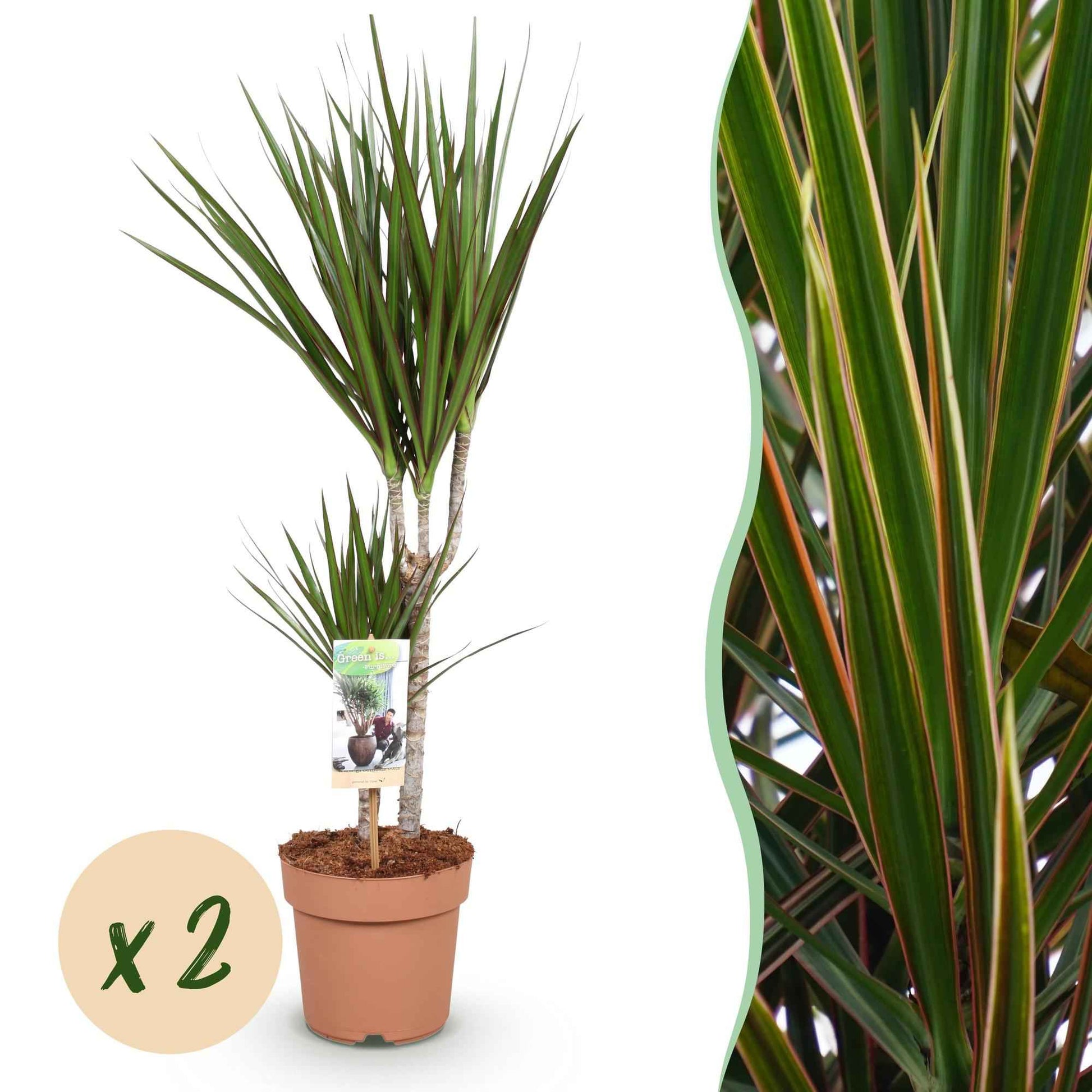 Green boutiQ - Zimmerpflanzen - Dracaena Marginata - Drachenblutbaum - Wenig Pflege - Grün - 2 Pflanzen - Topf 17cm - Höhe 70-80cm
