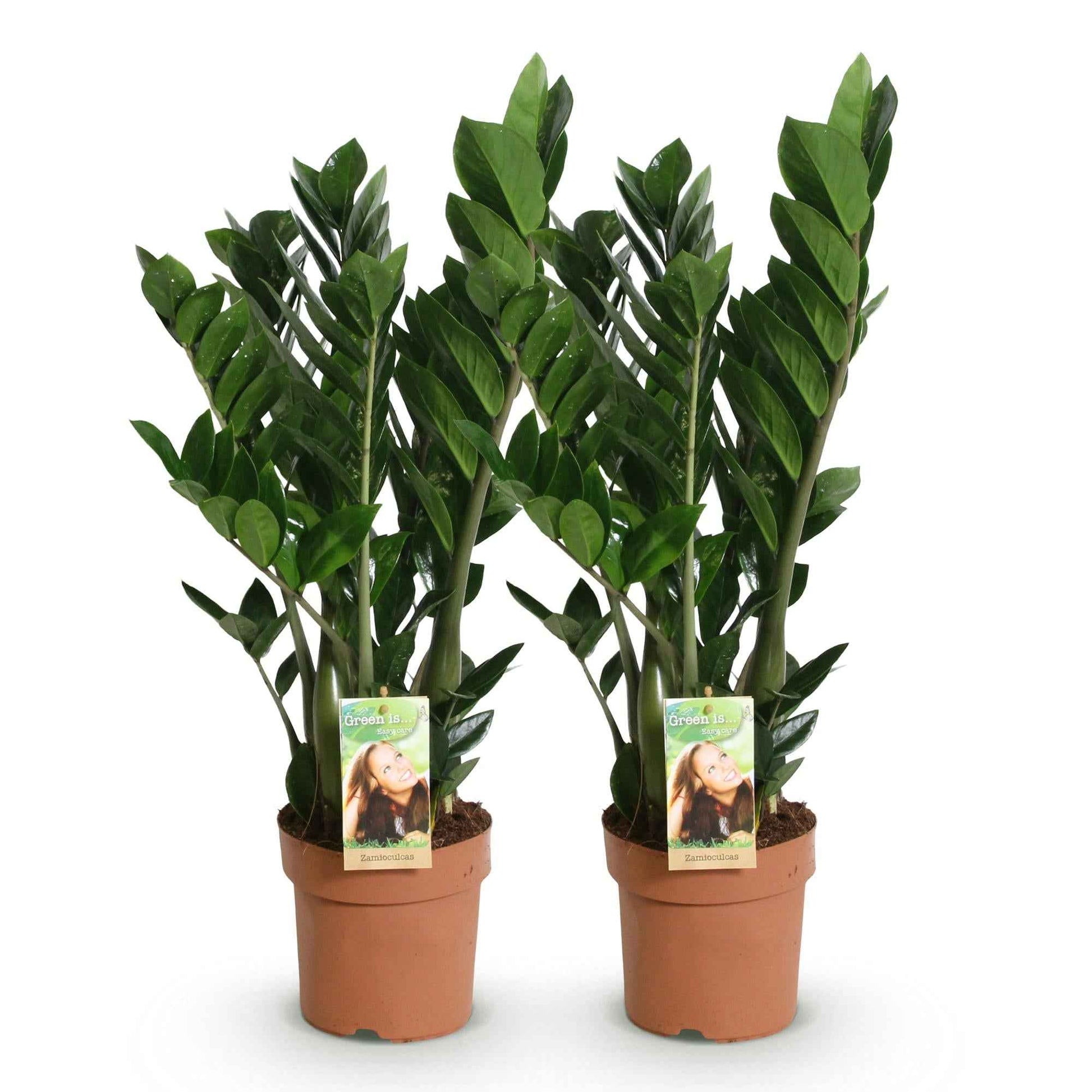 Green boutiQ - Zimmerpflanzen - Zamioculcas - ZZ-Pflanze - Wenig Pflege - Grün - 2 Pflanzen - Topf 17cm - Höhe 65-75cm