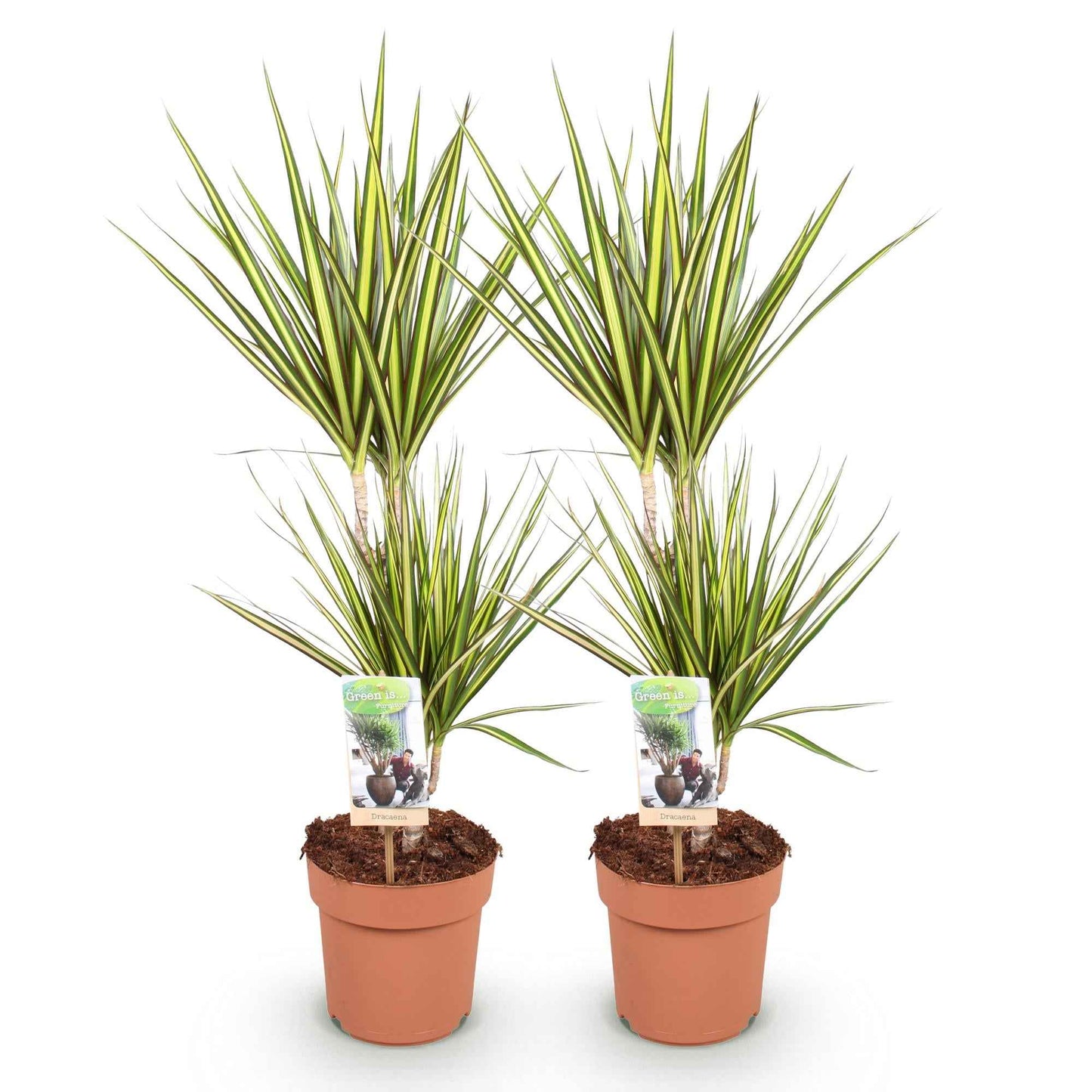 Green boutiQ - Zimmerpflanzen - Dracaena Sunray - Drachenblutbaum - Wenig Pflege - Grün - Gelb - 2 Pflanzen - Topf 17cm - Höhe 70-75cm