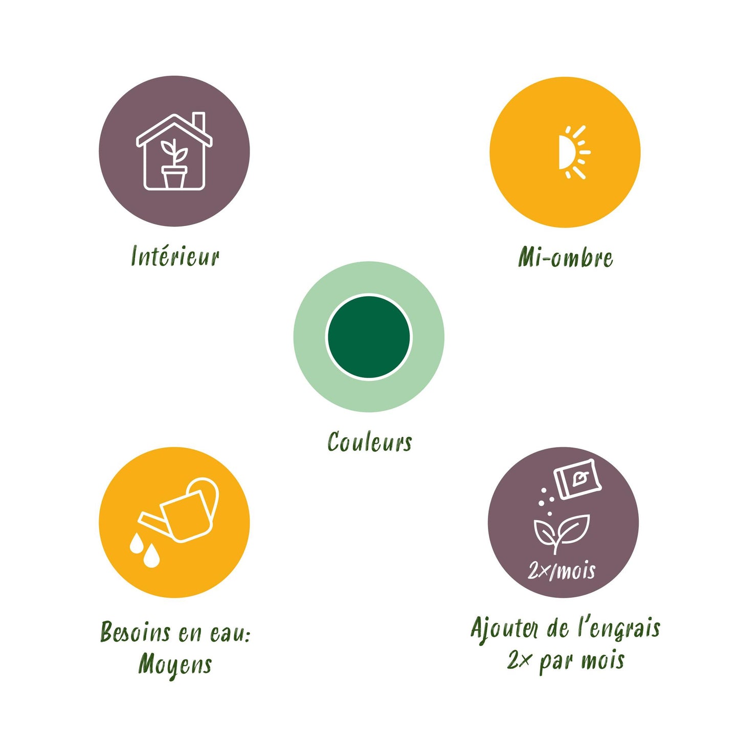 Strelitzia Nicolai XXL 110-120cm inkl. Korb - Paradiesvogelblume - Topf Ø21