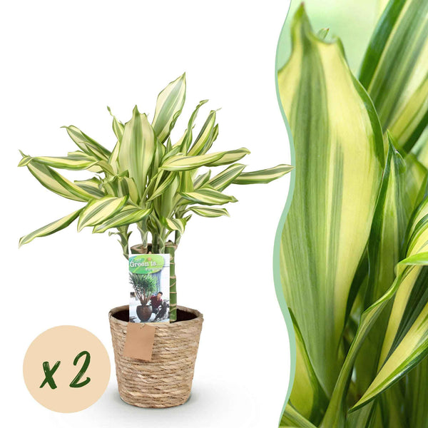 Drachenbaum Diamond Dream 55cm | 2er Set mit Korb | Pflegeleicht