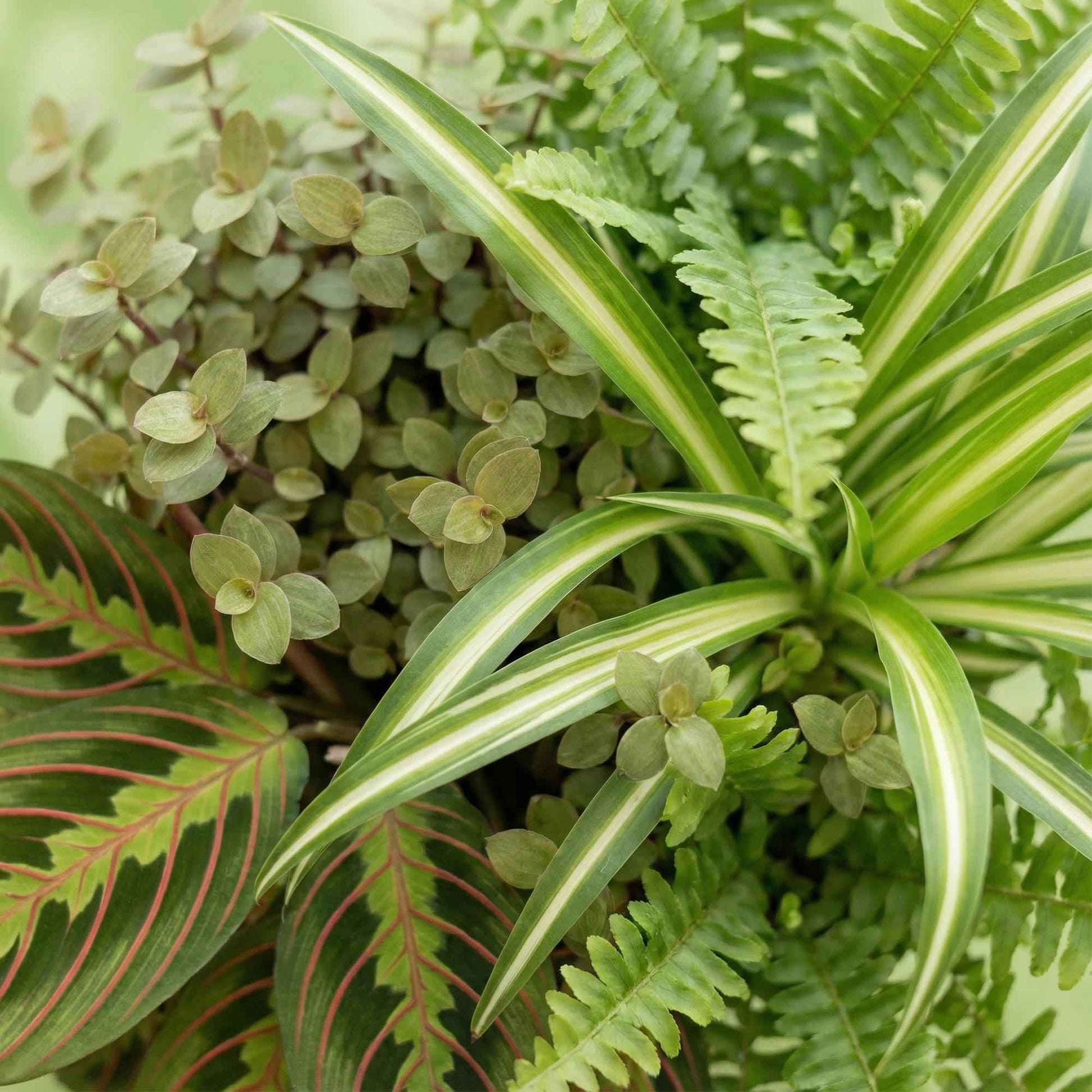 Green boutiQ - Zimmerpflanze - Chlorophytum - Maranta - Calissia - Nephrolepsis - Mix aus 4 - Haustierfreundliche Pflanzen - Grün - 4 Pflanzen - Topf 12cm - Höhe 25cm