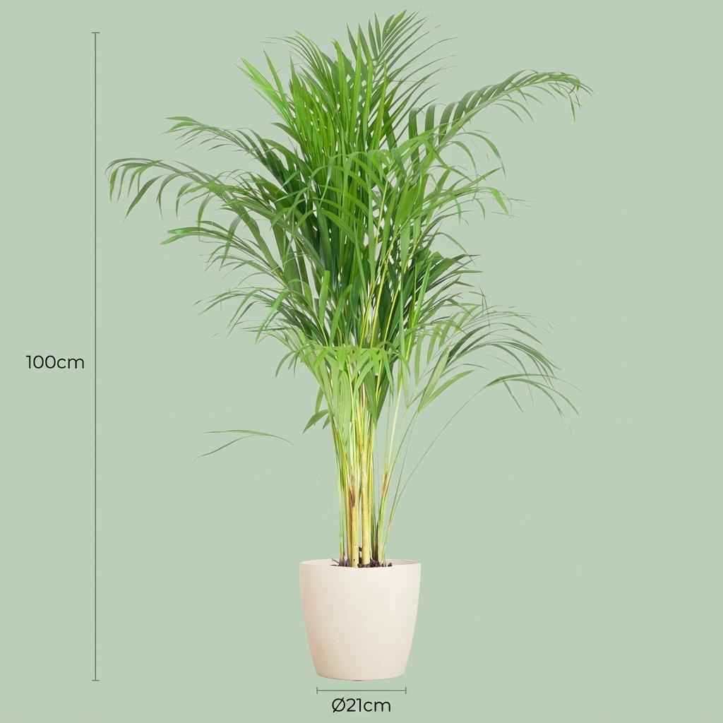 Areca Palm (Dypsis) mit Potter Weiß - 100cm - Ø21