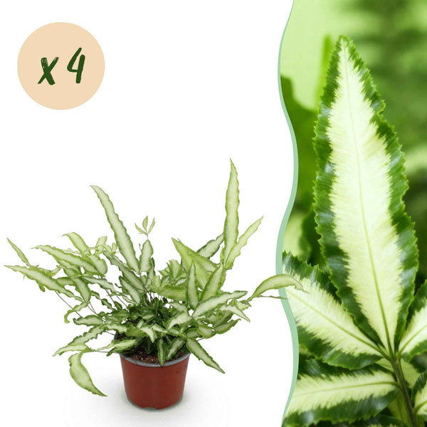Bandfarn Pteris Albolineata - Haustierfreundliche Zimmerpflanze - Topf 12cm