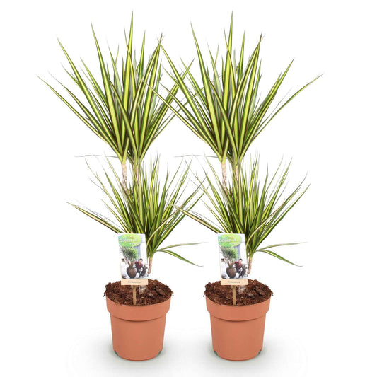 Green boutiQ - Zimmerpflanzen - Dracaena Sunray - Drachenblutbaum - Wenig Pflege - Grün - Gelb - 2 Pflanzen - Topf 17cm - Höhe 70-75cm
