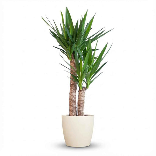 Yucca Elephantipes mit Potter weiß - 90cm - Ø21