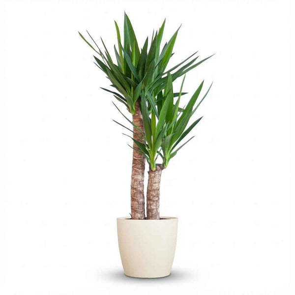 Yucca Elephantipes mit weißem Übertopf - 90cm Zimmerpflanze - Ø21