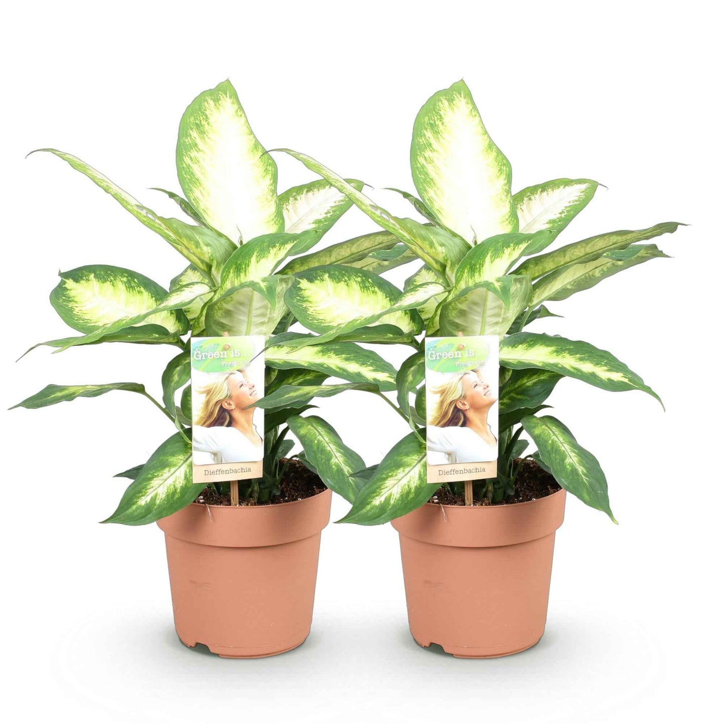 Green boutiQ - Zimmerpflanzen - Diefenbachia Camilla - Dieffenbachia - Wenig Pflege - Bunt - 2 Pflanzen - Topf 17cm - Höhe 45-50cm