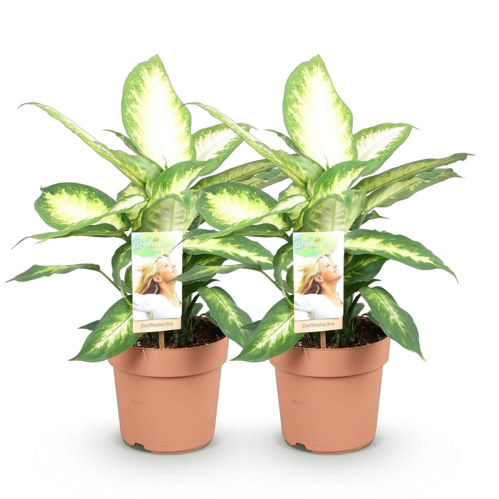 Green boutiQ - Zimmerpflanzen - Diefenbachia Camilla - Dieffenbachia - Wenig Pflege - Bunt - 2 Pflanzen - Topf 17cm - Höhe 45-50cm