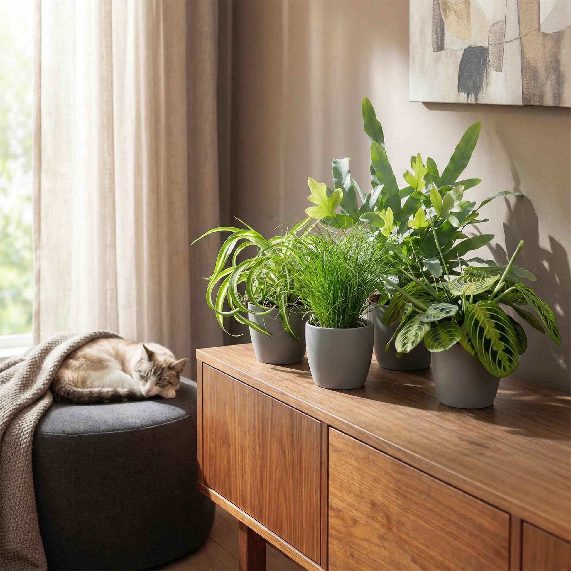Green boutiQ - Zimmerpflanze - Chlorophytum - Cyperus - Phlebodium - Marantha - Mix aus 4 - Haustierfreundliche Pflanzen - Grün - 4 Pflanzen - Topf 12cm - Höhe 25cm