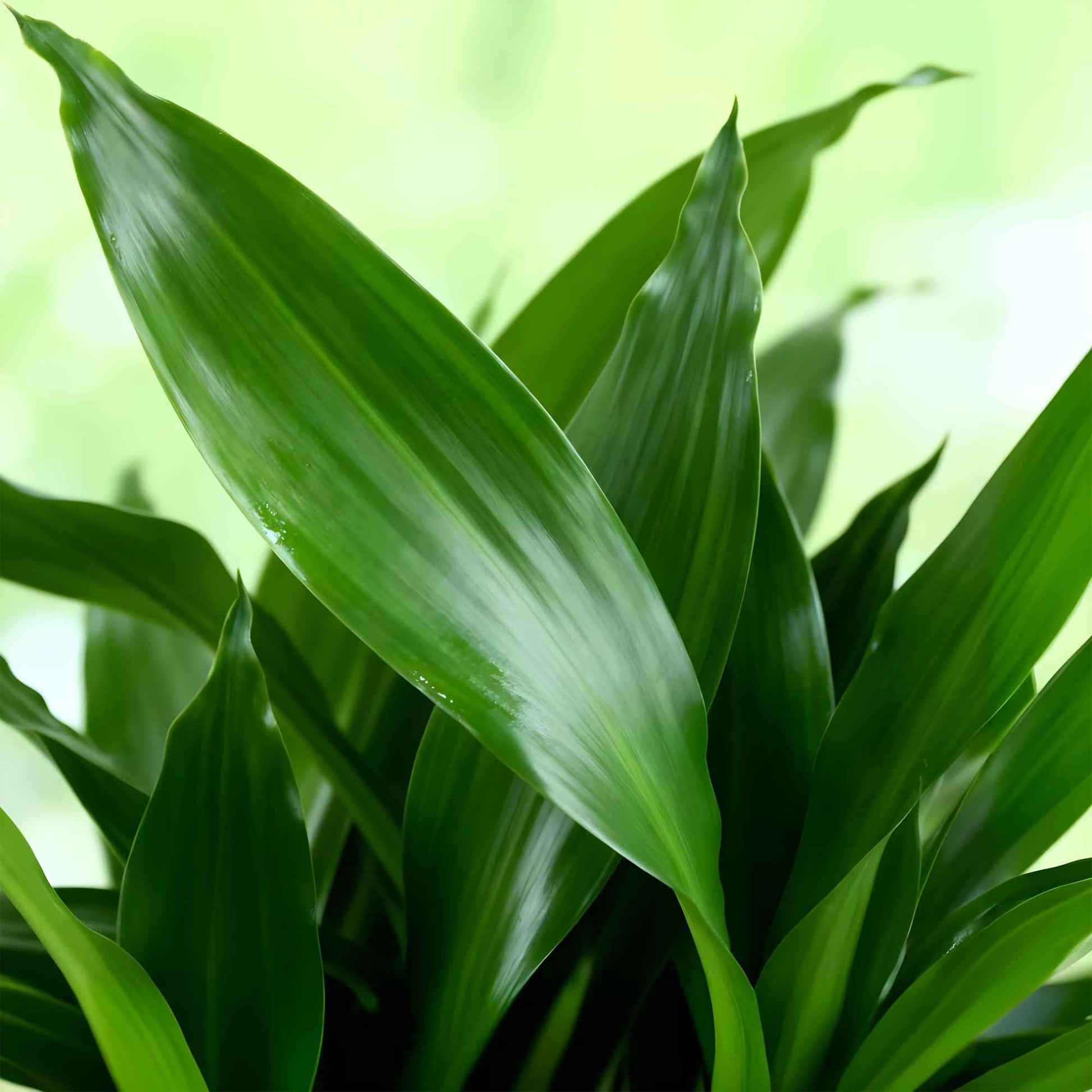 Green boutiQ - Zimmerpflanzen - Dracaena fragrans Steudneri - Drachenbaum - Pflegeleicht - Grün - 2 Pflanzen - Topf 17cm - Höhe 50-55cm
