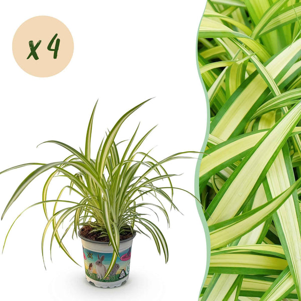 Chlorophytum Comosum Variegatum Graslilie - Haustierfreundlich - 4 Zimmerpflanzen 25-30cm