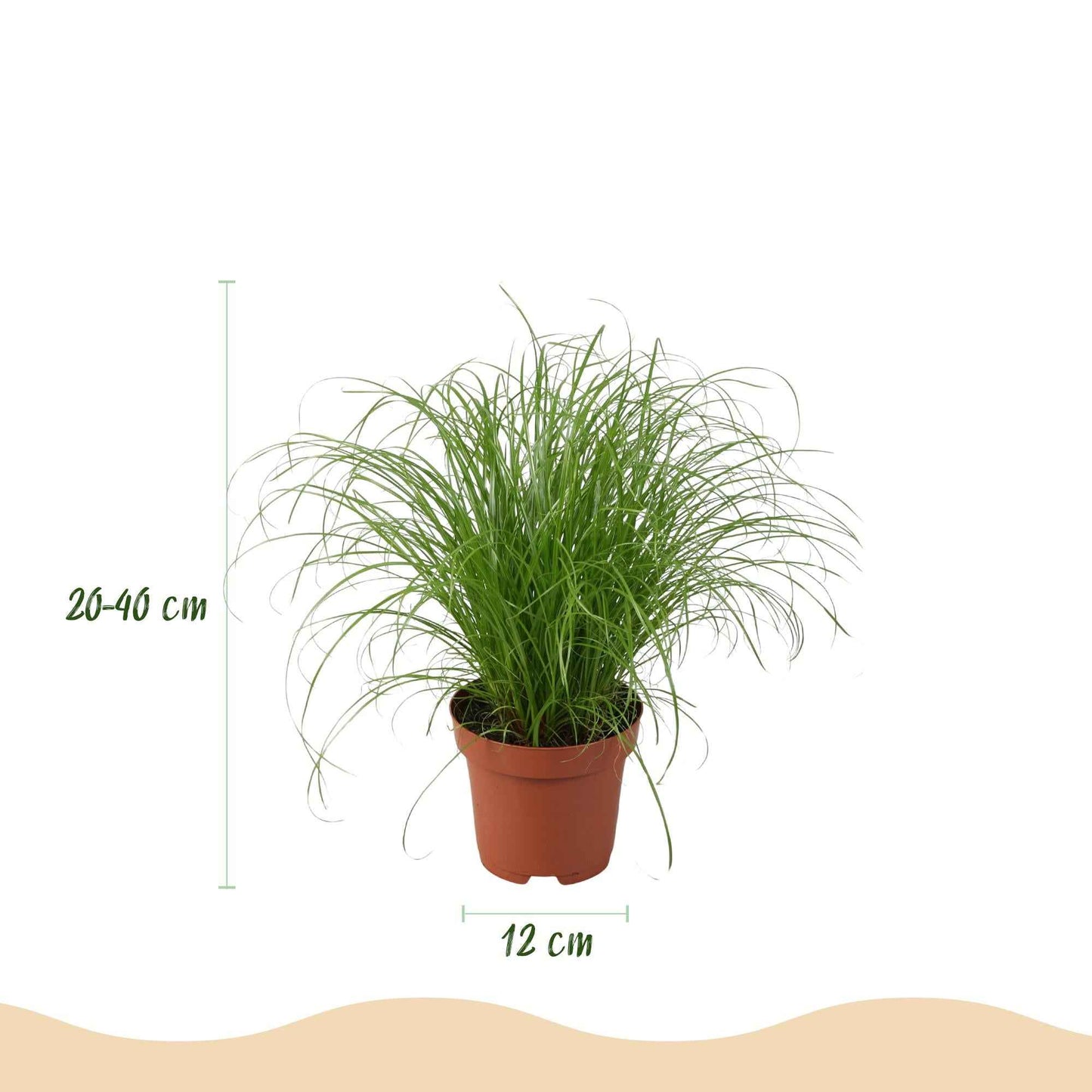 Green boutiQ - Zimmerpflanze - Chlorophytum - Cyperus - Phlebodium - Marantha - Mix aus 4 - Haustierfreundliche Pflanzen - Grün - 4 Pflanzen - Topf 12cm - Höhe 25cm