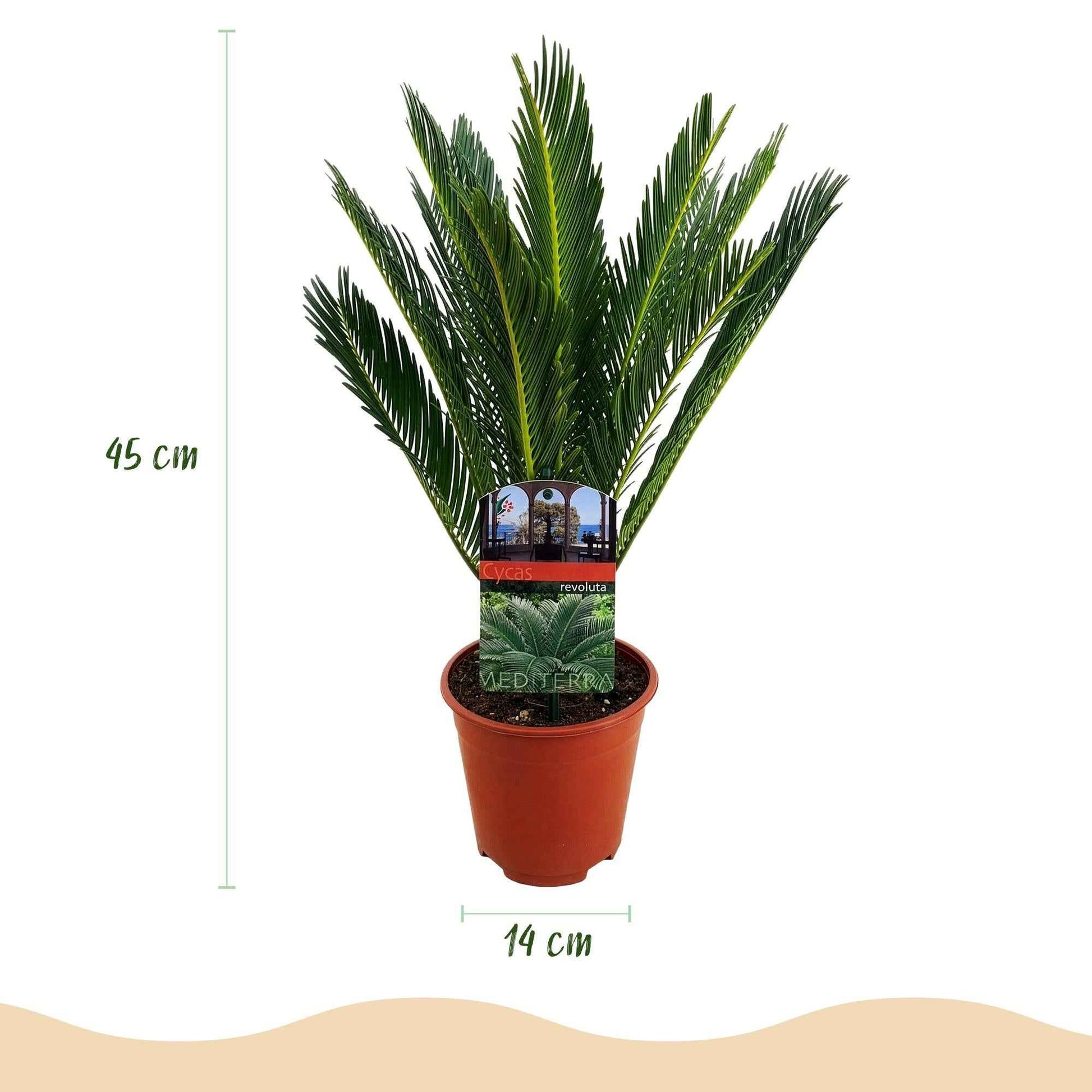 Green boutiQ - Zimmerpflanze - Cycas revoluta - Palmfarn - Wenig Pflege - Grün - 1 - Topf 14cm - Höhe 45cm