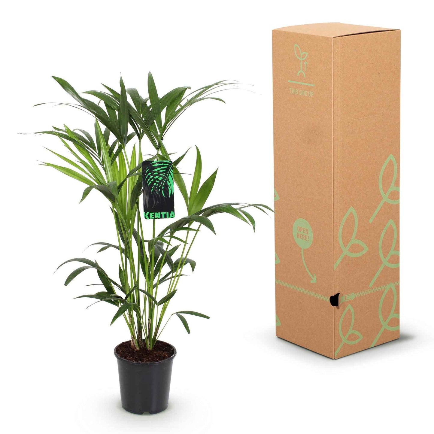 Green boutiQ - Zimmerpflanze - Howea Forsteriana - Kentia Palme - Wenig Pflege - Grün - 2 Pflanzen - Topf 19cm - Höhe 80-85cm