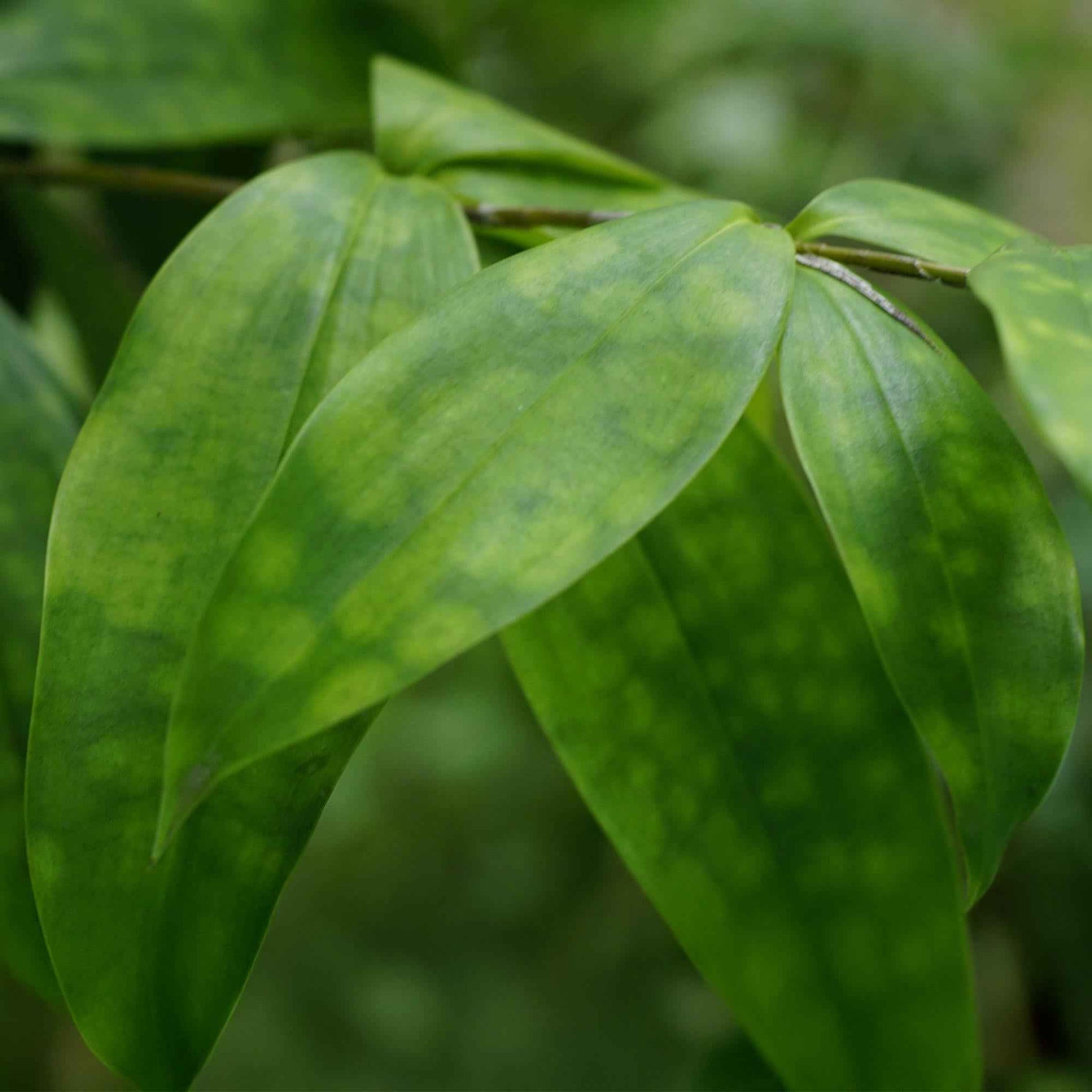 Green boutiQ - Zimmerpflanzen - Dracaena surculosa - Drachenblutbaum - Wenig Pflege - mit Korb - Grün - 2 Pflanzen - Topf 17cm - Höhe 60-70cm