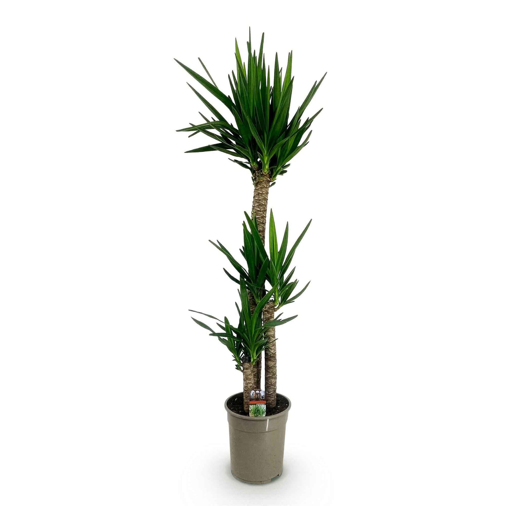 Green boutiQ - Zimmerpflanze - Yucca elephantipes - Yucca - Wenig Pflege - Grün - 1 - Topf 24cm - Höhe 140cm