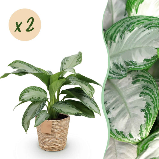 Silberblatt Pflanze 70cm | 2 Aglaonema + Korb | Zimmerpflanze