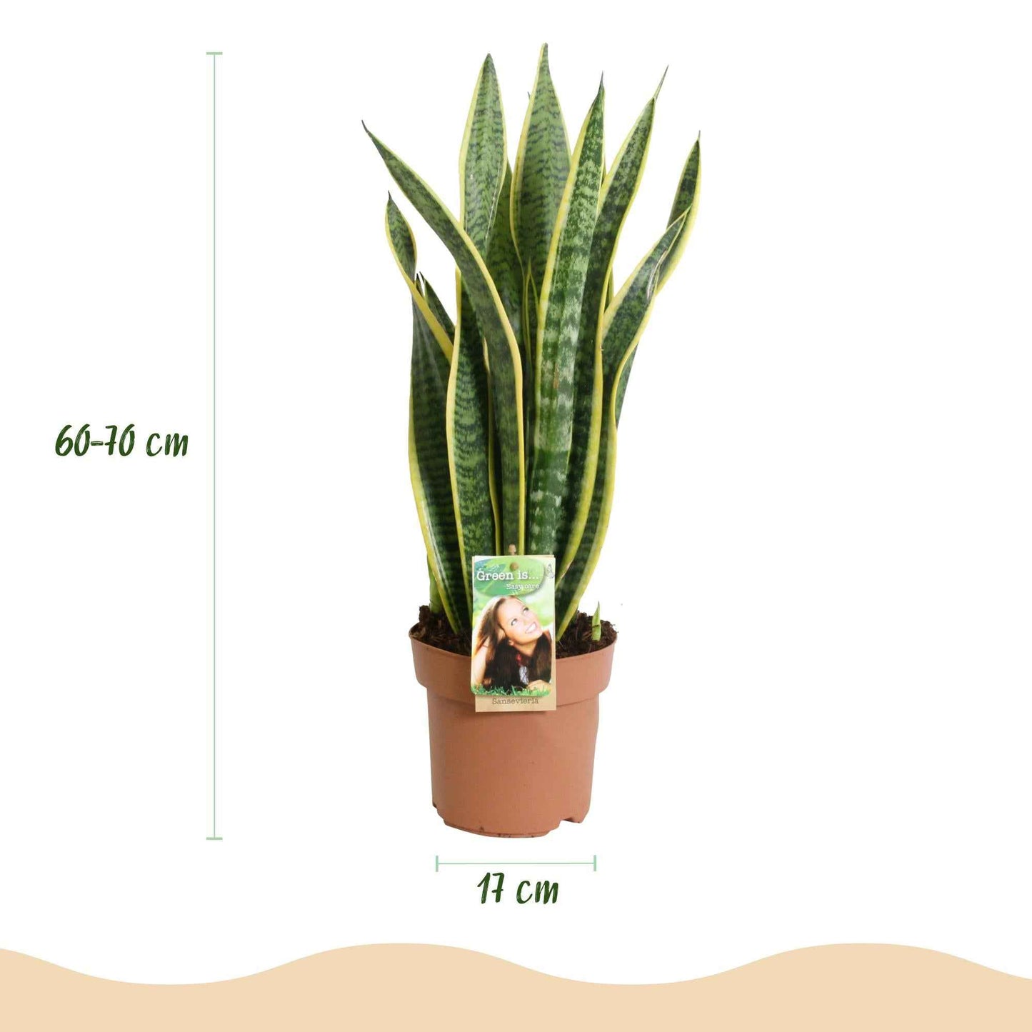 Green boutiQ - Zimmerpflanzen - Sanseveria Laurentii - Schwiegermutterzunge - Wenig Pflege - Grün - Gelb - 2 Pflanzen - Topf 17cm - Höhe 60-70cm