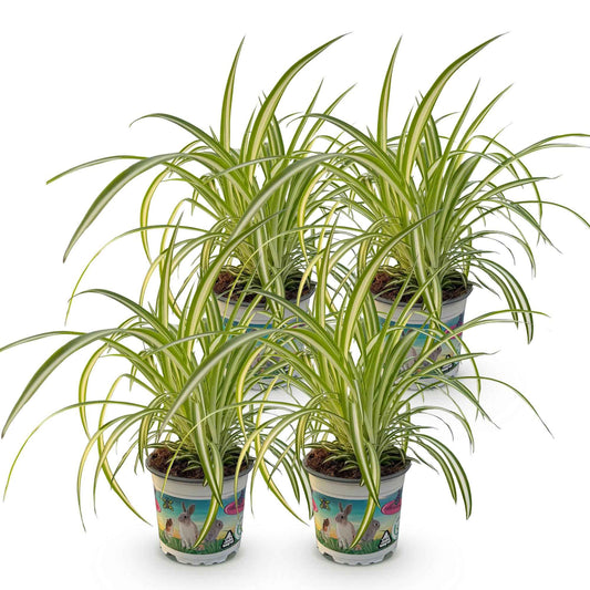 Green boutiQ - Zimmerpflanze - Chlorophytum comosum Variegatum - Katzengras - Haustierfreundlich - Bunt - 4 Pflanzen - Topf 12cm - Höhe 25-30cm