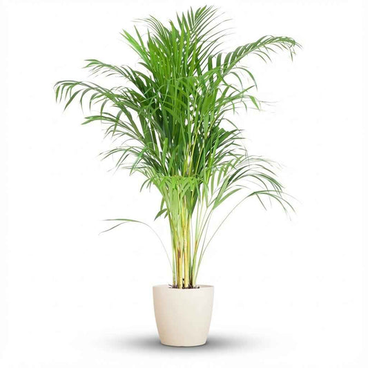 Areca Palm (Dypsis) mit Potter Weiß - 100cm - Ø21