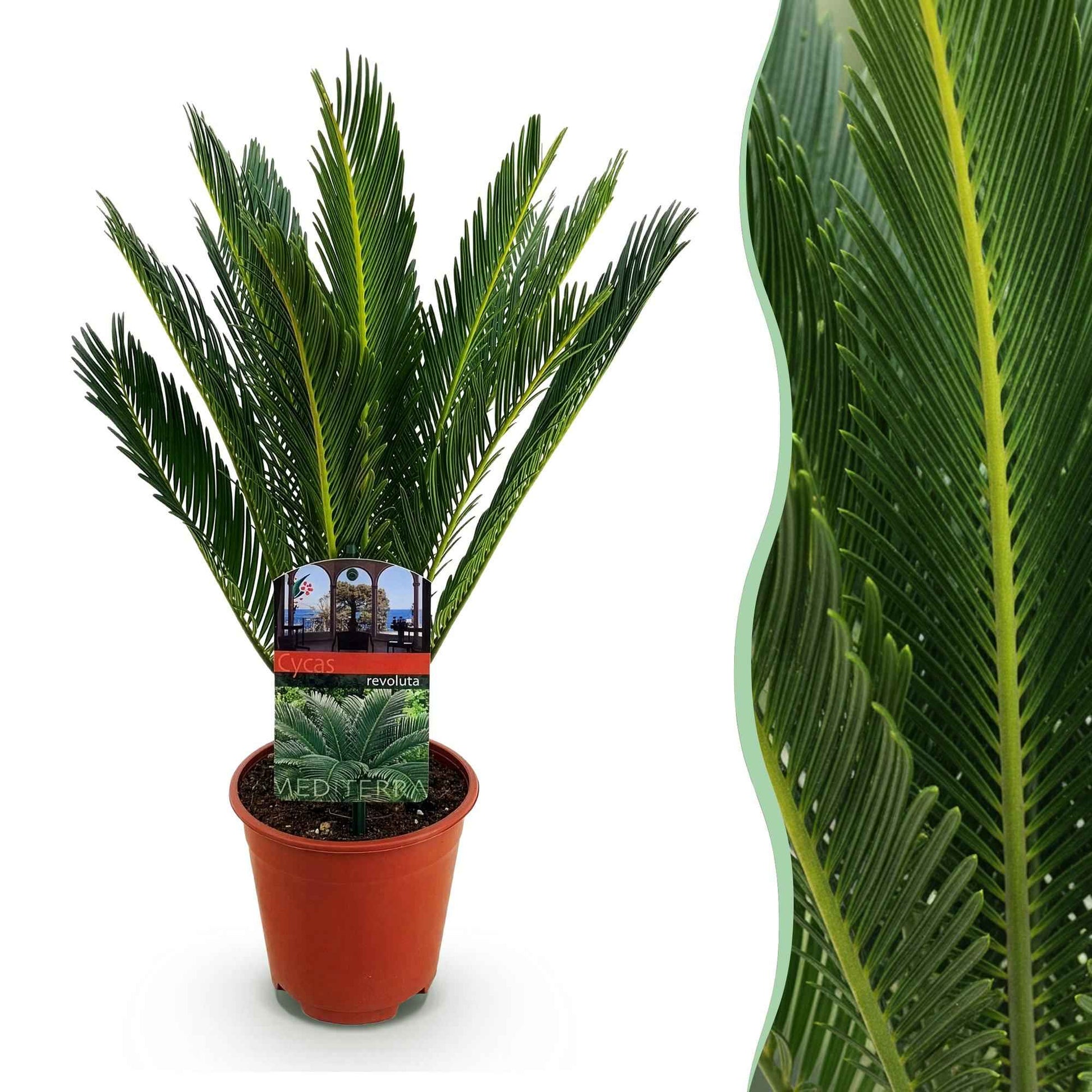 Green boutiQ - Zimmerpflanze - Cycas revoluta - Palmfarn - Wenig Pflege - Grün - 1 - Topf 14cm - Höhe 45cm