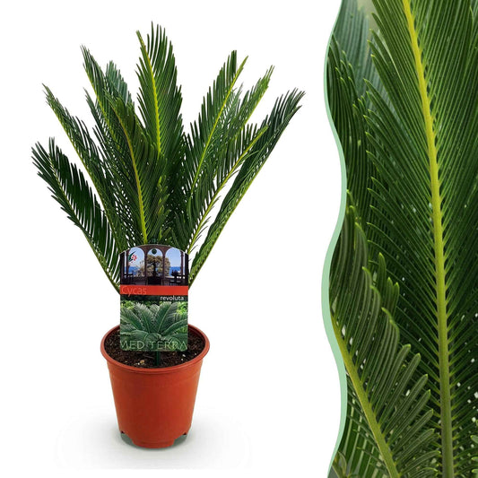 Green boutiQ - Zimmerpflanze - Cycas revoluta - Palmfarn - Wenig Pflege - Grün - 1 - Topf 14cm - Höhe 45cm