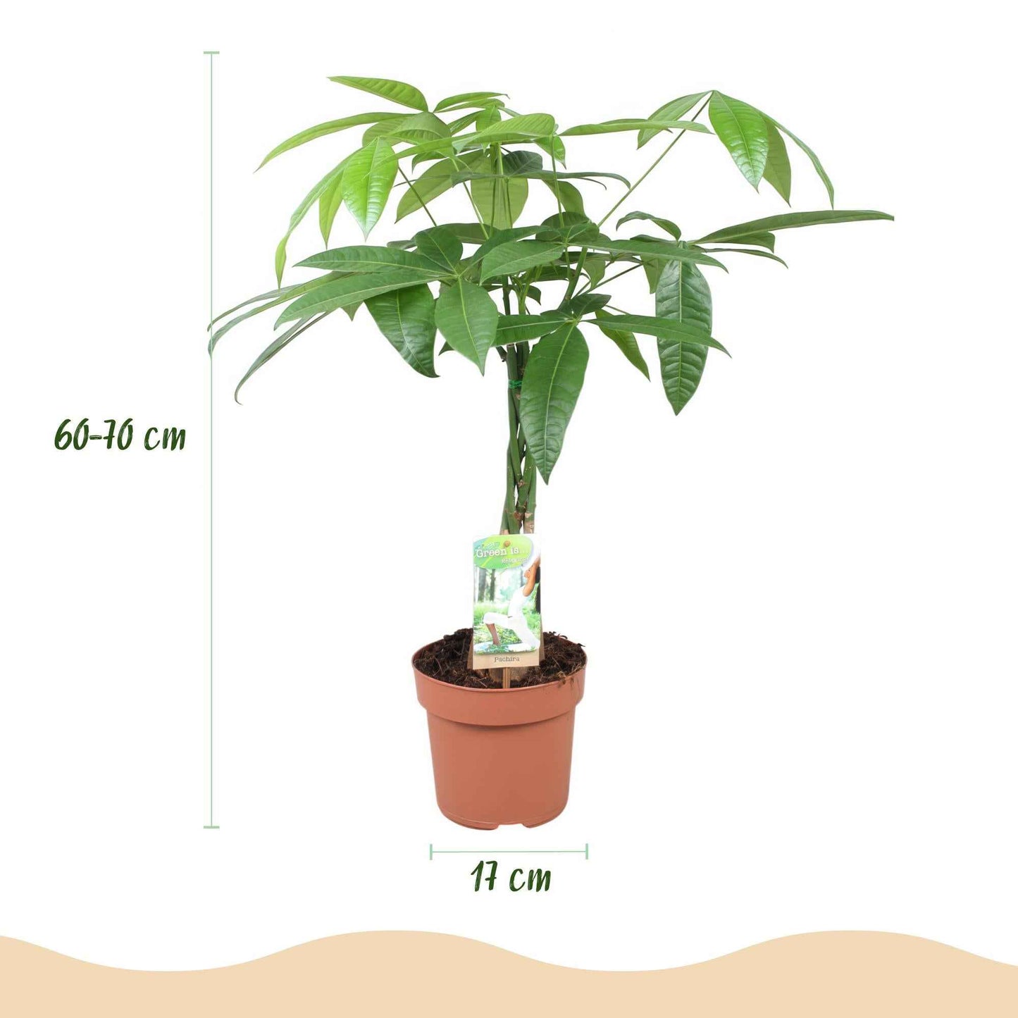 Green boutiQ - Zimmerpflanzen - Geflochtener Stamm Pachira Aquatica - Geldbaum - Wenig Pflege - Grün - 2 Pflanzen - Topf 17cm - Höhe 60-70cm